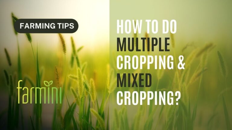 Multiple Cropping & Mixed Cropping - Farminii